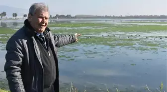 PROF. DR. YAŞAR: BU SENE İZMİR KÖRFEZİ'NDE DENİZ MARULU HİÇ BİTMEDİ