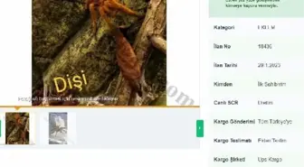 İnternetten tarantula satıyorlar; 26 bin 390 lira cezası var