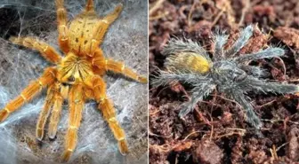 26 bin lira cezası var! İnternette ilan verip 2 bin 500 liraya tarantula satıyorlar