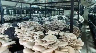 Ordu'da kültür mantarı üretimi yaygınlaşıyor