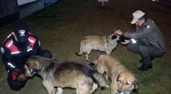 Uşak polisi yağmurlu havada sokak canlılarını unutmadı