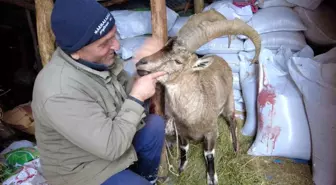 Köpeklerin saldırısından kurtardığı yaban keçisini sevmeye doyamadı