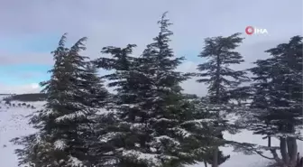 Yaylalar beyaza büründü... Kar ve buzlanma nedeniyle sürücüler zor anlar yaşadı