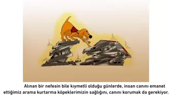 Türk Veteriner Hekimleri Birliği, Deprem Bölgesindeki Hayvanlara Tedavi ve Mama Desteği Veriyor