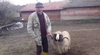 Çambükülü Üretici Hasan Dönmez, Sürüsündeki Tek Koçu Depremzedelere Bağışladı