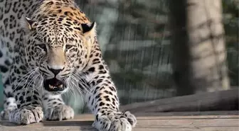 Pakistan'ta şehre inen leopar insanlara saldırdı, ülkede alarm verildi: Evinizden çıkmayın