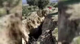 Bilim adamaları Tepehan köyündeki 35 dönümlük zeytin bahçesini inceliyor