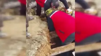 322 saat sonra enkazdan 2 koyun ve 1 kuzu canlı çıkarıldı