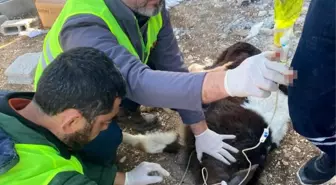 Adıyaman'da enkaz altında kalan 2 buzağı, 13'üncü günde sağ olarak çıkarıldı