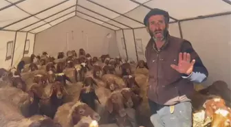 Kahramanmaraşlı Besici: Ahırlar, Çatılar, Samanlıklarımız Uçtu. Yemimiz Yok. Hayvanlar Yeterince Beslenemiyor
