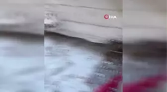 Teknolojinin tükendiği yerde devreye köpekler, yüzlerce kişiyi kurtardı