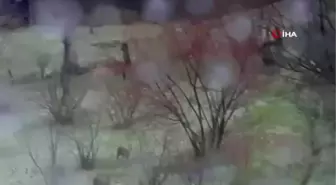 Alageyikler Gümeli ormanlarında görüldü