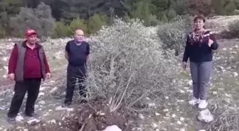 Akbelen Ormanı'nda Nöbet Tutan İkizköylü Nejla Işık: '29 Zeytin Ağacı Söküldü, Şikayetçi Olduk'