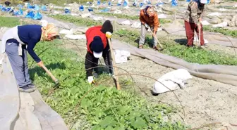 Deprem bölgesi Hatay'da çiftçiler üretime geçmeye başladı