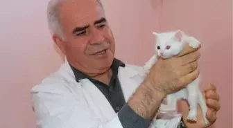 DEPREMZEDE VAN KEDİLERİ, VAN KEDİ VİLLASI'NDA