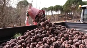 Türkiye'nin çam fıstığı deposu Bergama'da hasat zamanı