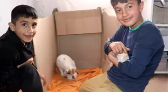 ÇADIR KENTTE DOĞUM YAPAN 'MUCİZE' KEDİNİN YAVRULARINA, 'MARAŞTA, DOĞAN, UMUT' ADLARI VERİLDİ