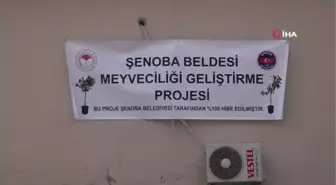 Şenoba beldesinde vatandaşa ücretsiz 10 bin meyve fidanı hibe edildi