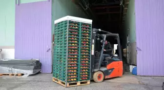 Margarit armudu ve ayvada ihracat hareketliliği