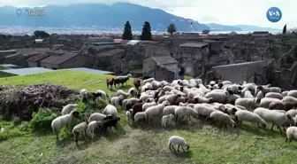 Antik Kenti Zararlı Bitki Örtüsünden Koyunlar Koruyor