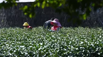 Çin'in Ünlü Longjing Çayı İçin Hasat Başladı