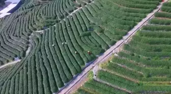 Çin'in Leziz Aromasıyla Ünlü Longjing Çayı İçin Hasat Başladı