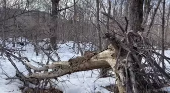 Çin'deki Ulusal Parkta Kaplan ve Leopar Nüfusu Artıyor