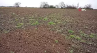 Yağmur toprağa can suyu, çiftçiye umut oldu