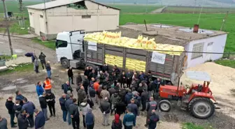 Gaziantep'te arpa ve buğday üreticilerine gübre desteği