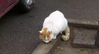 Kadıköy'de toplu kedi ölümleri hayvanseverler tarafından protesto edildi