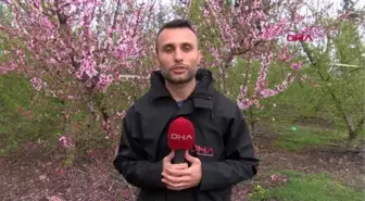 DEPREMDE EVİ YIKILAN ÇİFTÇİ, ŞEFTALİ ÜRETİMİNE DEVAM EDİYOR