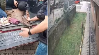 Artvin'de köpeklerin kovaladığı karacayı site sakinleri çarşafla kurtardı! O anlar kamerada