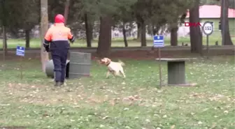 DEPREMDE 78 KİŞİYİ KURTARAN KÖPEKLERİN BRANŞLARINI, ASKERİ HEYET BELİRLİYOR