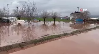 Elazığ'da sağanak yağışın vurduğu beldede hayvanlar telef oldu