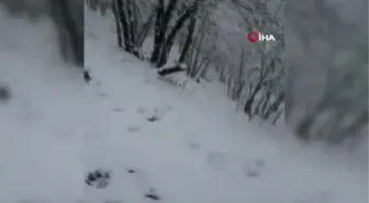Zonguldak'ın yüksek yüksek rakımlı bölgelerinde kar yağışı devam ediyor