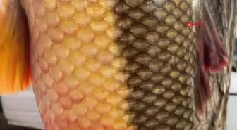 1 METRE 15 SANTİMETRE UZUNLUĞUNDA 22 KİLO AĞIRLIĞINDAKİ BALIĞI SERGİLEDİLER