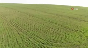 Diyarbakır'da çiftçinin yüzü son yağışlarla güldü