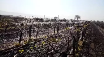 Manisa'nın 7 ilçesini don vurdu