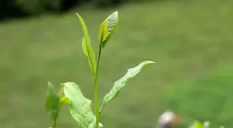 30 bin çay üreticisinin mağduriyeti giderildi