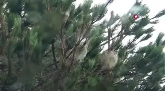 Mudurnu'da çam kese tırtıllarıyla mücadele başladı