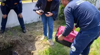 Anne köpek ve yavruları kurtarıldı