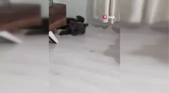 Bebek bezli yavru ayı 'Yogi' evin maskotu oldu