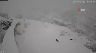 Aç kalan kurtlar köye indi