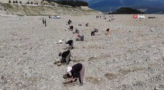 Kazdağları'nda 300 dönümlük eski maden sahası lavanta bahçesi olacak
