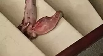 'Dana dili' ile tehdite 5 yıl 6 ay hapis cezası