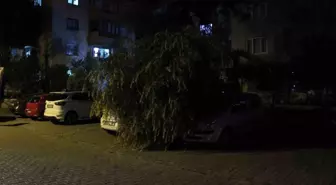 Vatandaşın dikkati devrilen ağaçtan otomobilleri kurtardı
