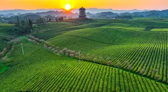 Çin'in Guizhou Eyaletinde Çay Hasadı Başladı