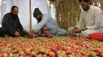 Afganistan'da Çilek Hasadı