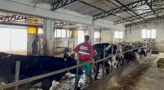 Sandıklı'da büyükbaş hayvanlarda aşılama ve kimliklendirme çalışmaları sürüyor