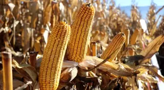 Bolu'da patates üreticisi mısıra yöneldi